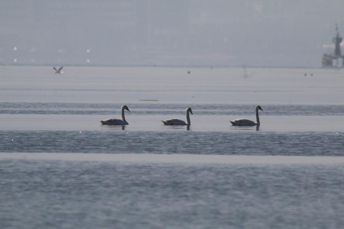 Flamingoların ardından kuğular da İzmit K&ouml;rfezi&rsquo;nde