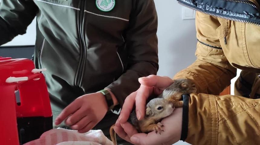 Yardıma muhta&ccedil; hayvanlara Doğa Koruma el uzattı