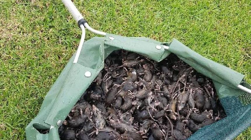 Nadir görülen hastalığa yol açıyorlar! Avustralya’yı milyonlarca fare istila etti