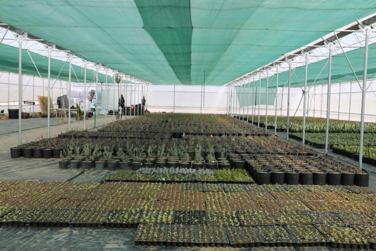 Kenti parkları tasarruflu &ccedil;i&ccedil;eklerle renklendirecek