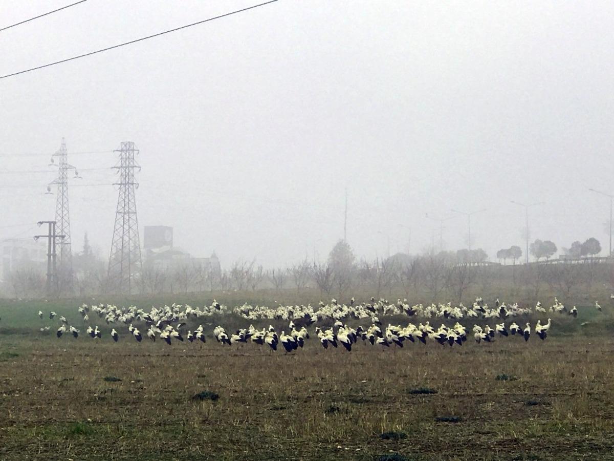 Bilecik&rsquo;te leyleklerin g&ouml;&ccedil;&uuml;, sisle birleşince g&ouml;rsel ş&ouml;len oluştu