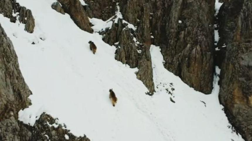 Kış uykusundan uyanan boz ayılar böyle görüntülendi