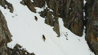 Kış uykusundan uyanan boz ayılar böyle görüntülendi