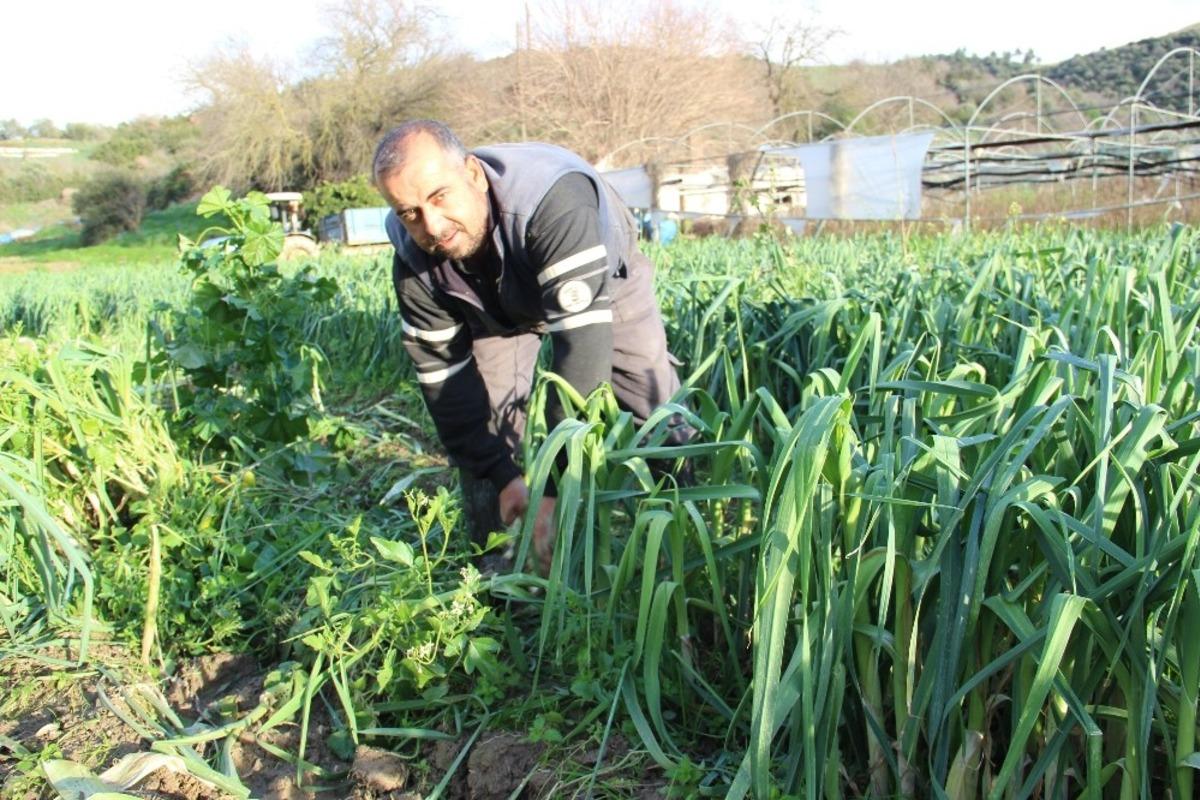 Pırasa bu yıl &uuml;reticisine tat vermedi