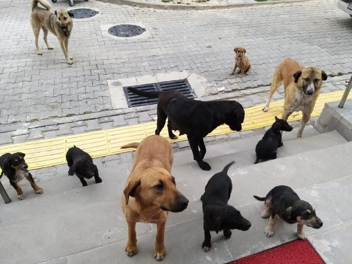 Orhaneli&rsquo;de sahipsiz k&ouml;pekler toplandı
