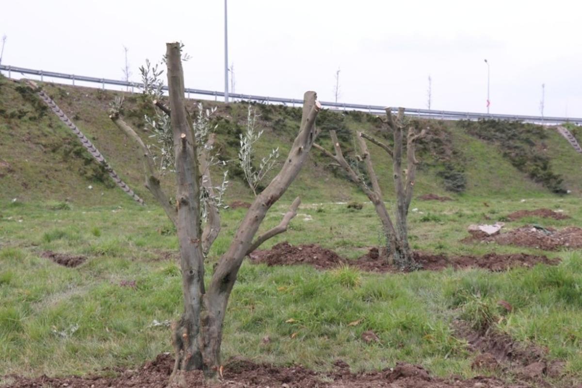 &Ccedil;amk&ouml;y kavşağına zeytin ağa&ccedil;ları dikildi
