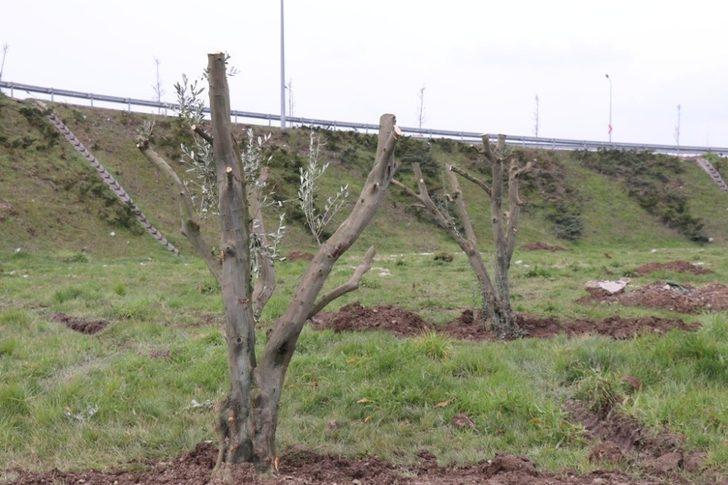 Çamköy kavşağına zeytin ağaçları dikildi G1