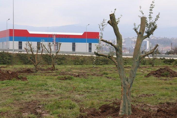 Çamköy kavşağına zeytin ağaçları dikildi G2