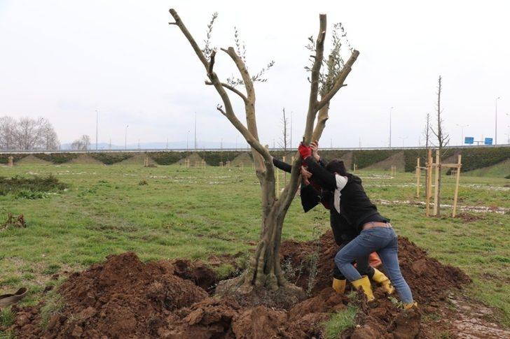 Çamköy kavşağına zeytin ağaçları dikildi G3