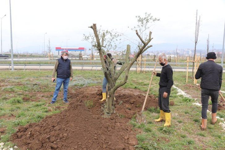 Çamköy kavşağına zeytin ağaçları dikildi G4