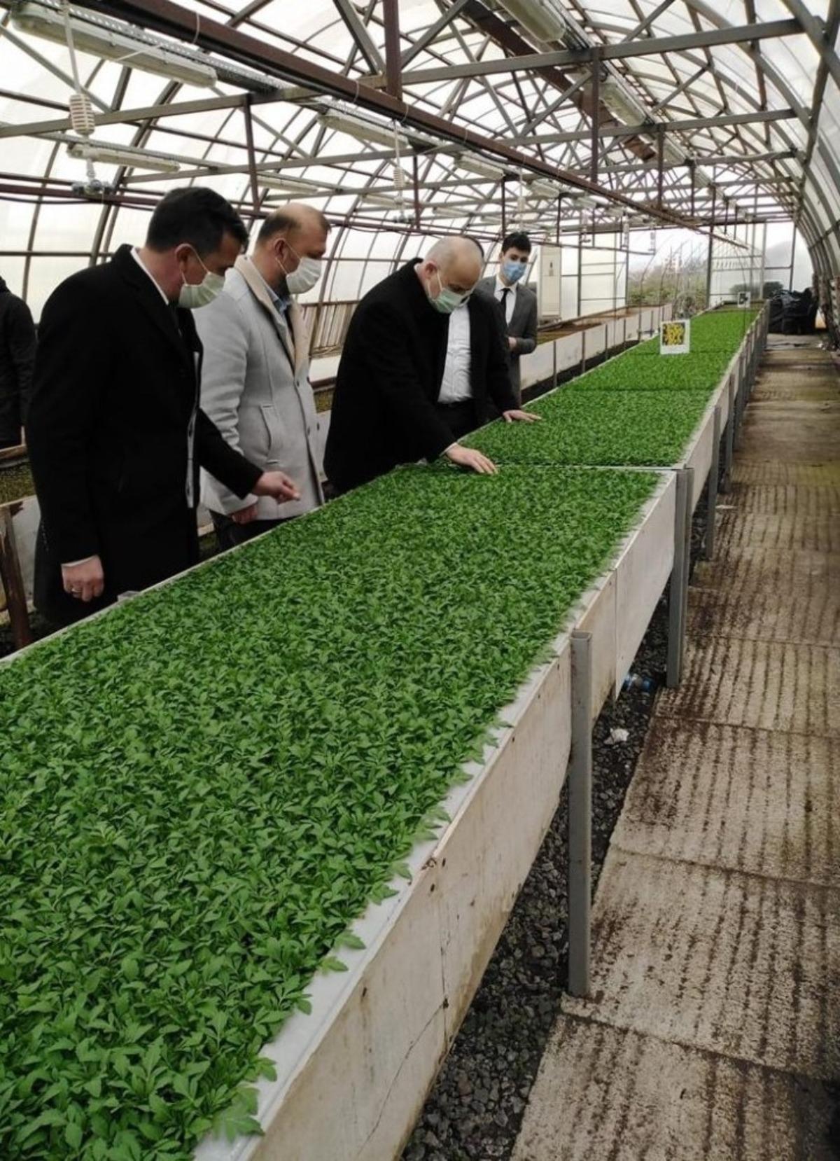 80 bin mevsimlik fide kamp&uuml;se dikilecek