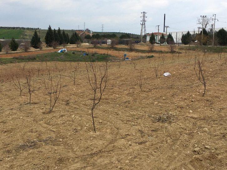 Salihli OSB’den ağaç seferberliği G2