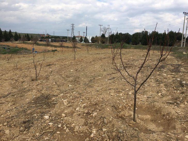 Salihli OSB’den ağaç seferberliği G3