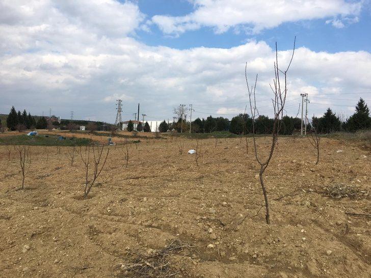 Salihli OSB’den ağaç seferberliği G4