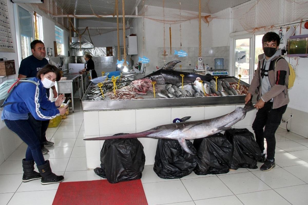 3,5 metrelik kılı&ccedil; balığı g&ouml;renleri şaşırttı