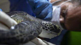 Madagaskar'da deniz kaplumbağası yiyen 19 kişi öldü