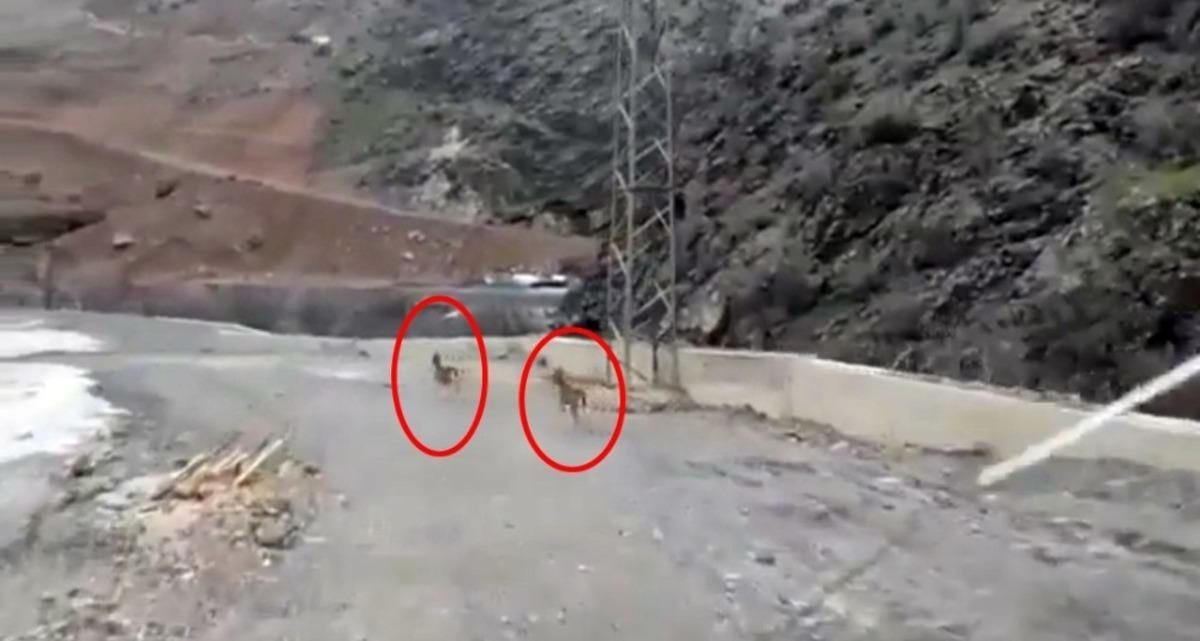 Y&uuml;ksekova&rsquo;da dağ ke&ccedil;ileri g&ouml;r&uuml;nt&uuml;lendi