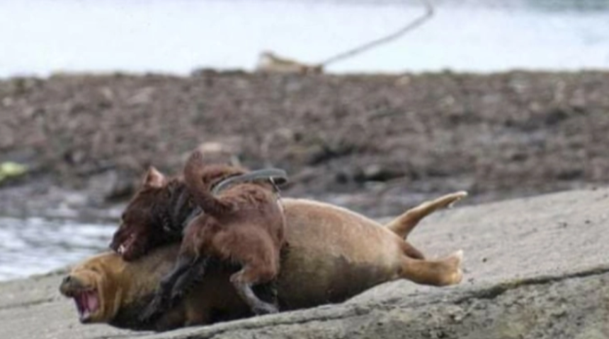 Köpek tarafından saldırıya uğrayan fokun acı sonu! 