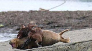 Köpek tarafından saldırıya uğrayan fokun acı sonu! 
