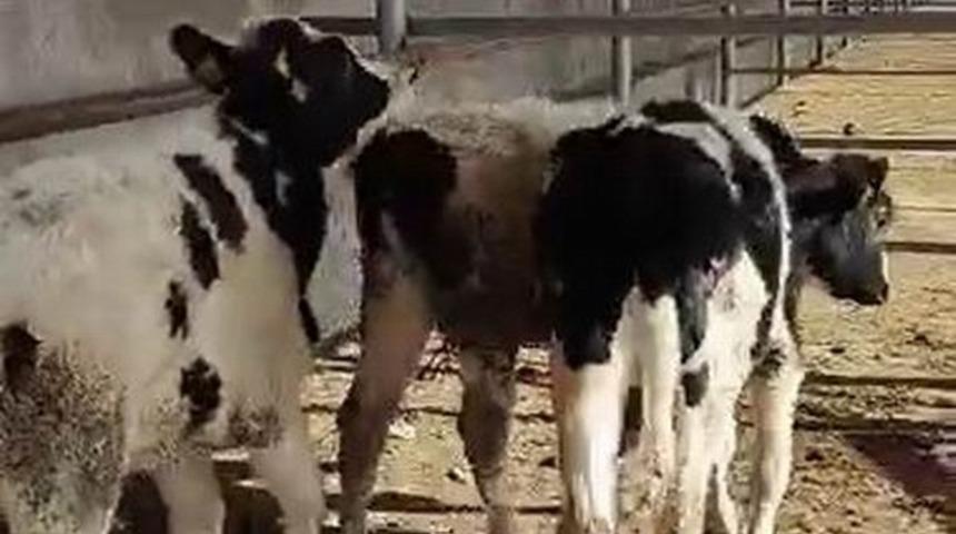 Kayıp inekleri jandarma sahibine teslim etti