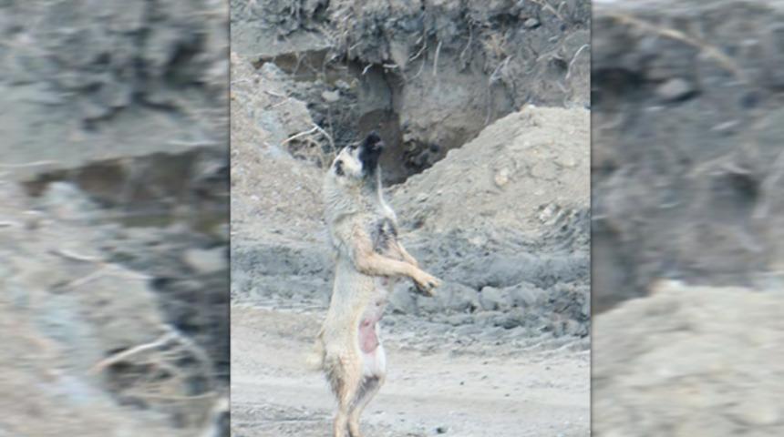 Kangalın drone ile imtihanı! Metrelerce yüksekliğe sıçradı