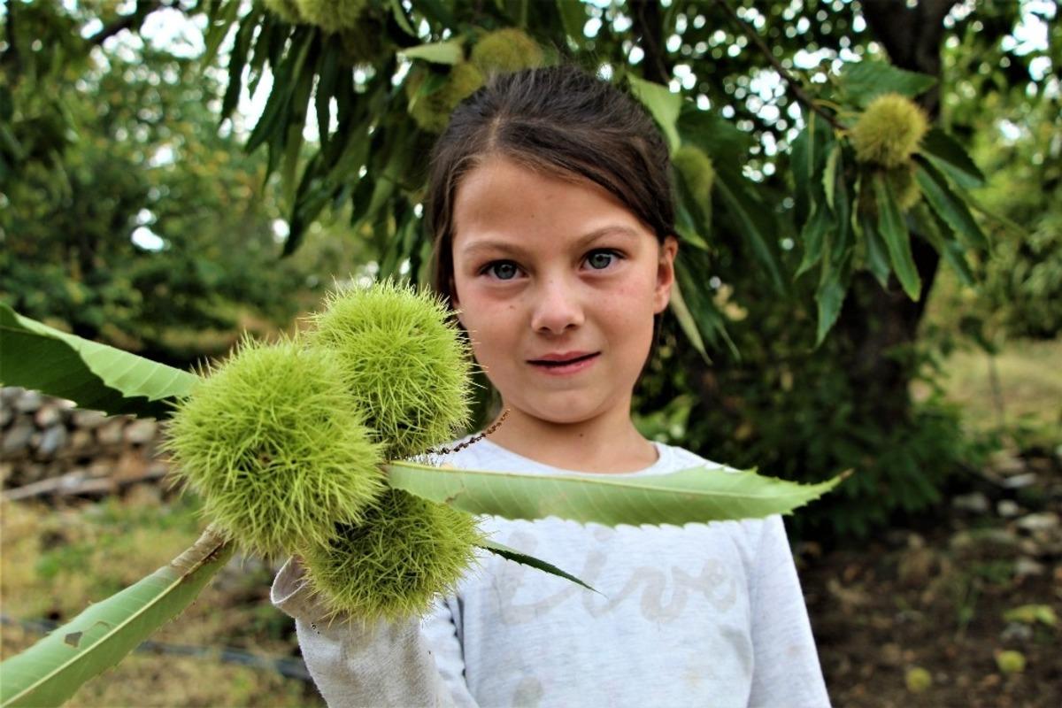 Bursa&rsquo;nın şekerinde kullanılan Buldan kestanesi coğrafi işaretle tescillendi