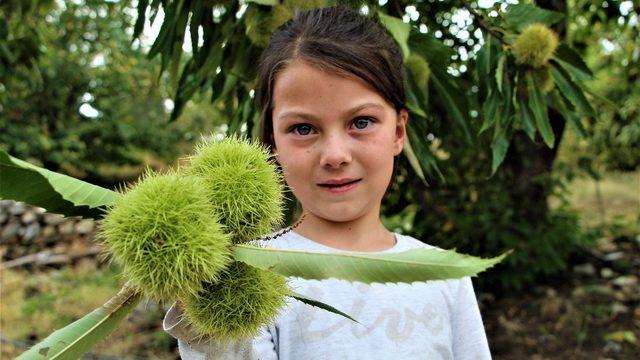 Bursa’nın şekerinde kullanılan Buldan kestanesi coğrafi işaretle tescillendi