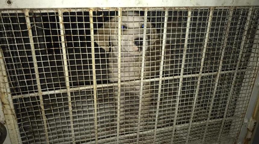 Dehşete düşüren olay! Boynuna ip dolayıp ölüme terk ettiler