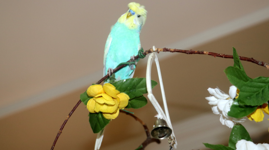 Kuş dile geldi, PKK'ya beddua etti! Kuşun sahibi: 'Yeni sloganlar öğreteceğim'