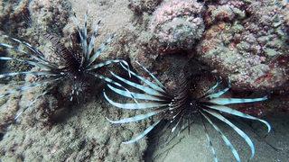 Her gün sayıları artıyor! Akdenizin istilacıları aslan balıkları