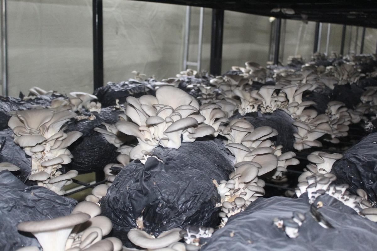 &Ccedil;arşamba&rsquo;da istiridye mantarı &uuml;retimi artıyor