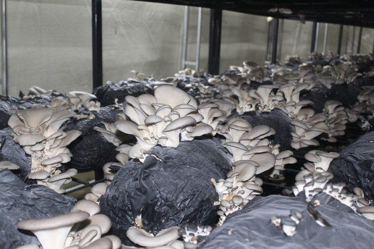 Çarşamba’da istiridye mantarı üretimi artıyor G1