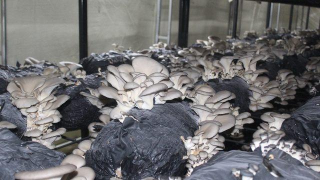 Çarşamba’da istiridye mantarı üretimi artıyor