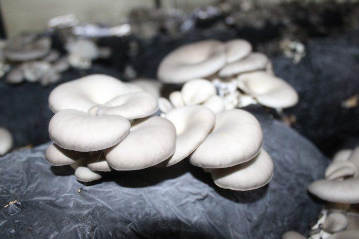 Çarşamba’da istiridye mantarı üretimi artıyor G2