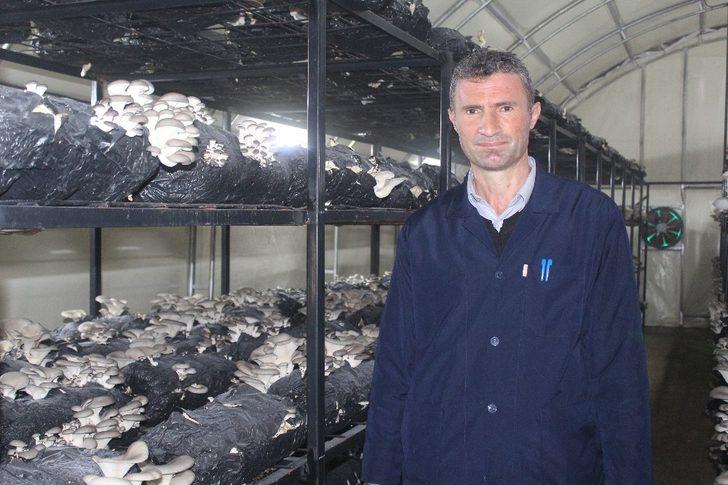 Çarşamba’da istiridye mantarı üretimi artıyor G3