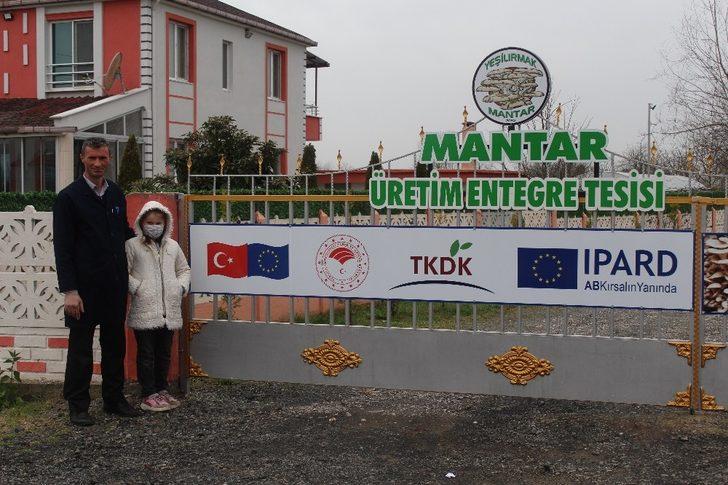 Çarşamba’da istiridye mantarı üretimi artıyor G5