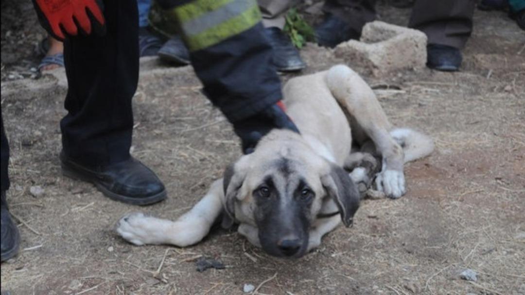 Bir işkence haberi daha! 20 metre y&uuml;kseklikten attılar