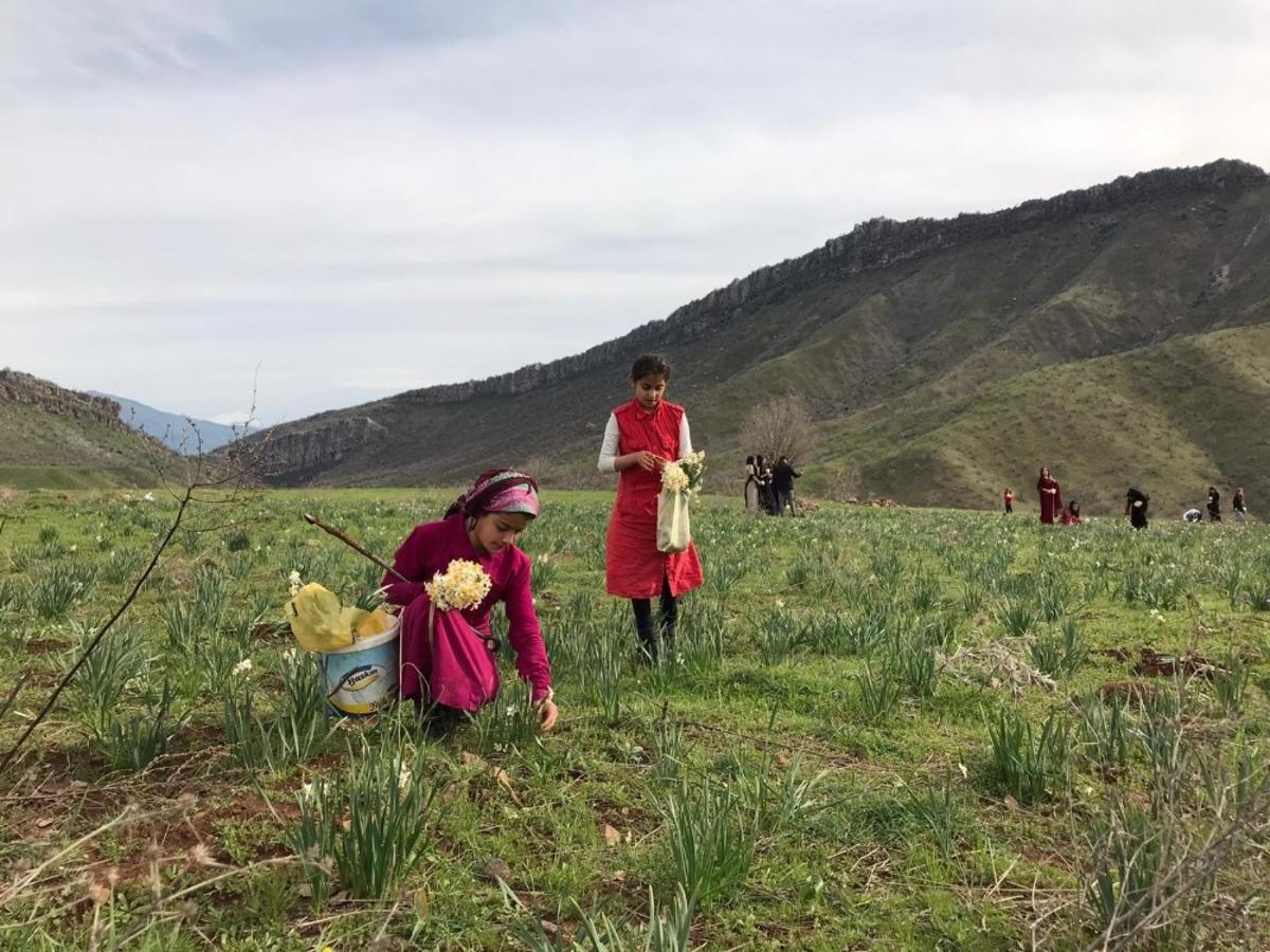 Derecik&rsquo;te nergis &ccedil;i&ccedil;eği g&uuml;zelliği