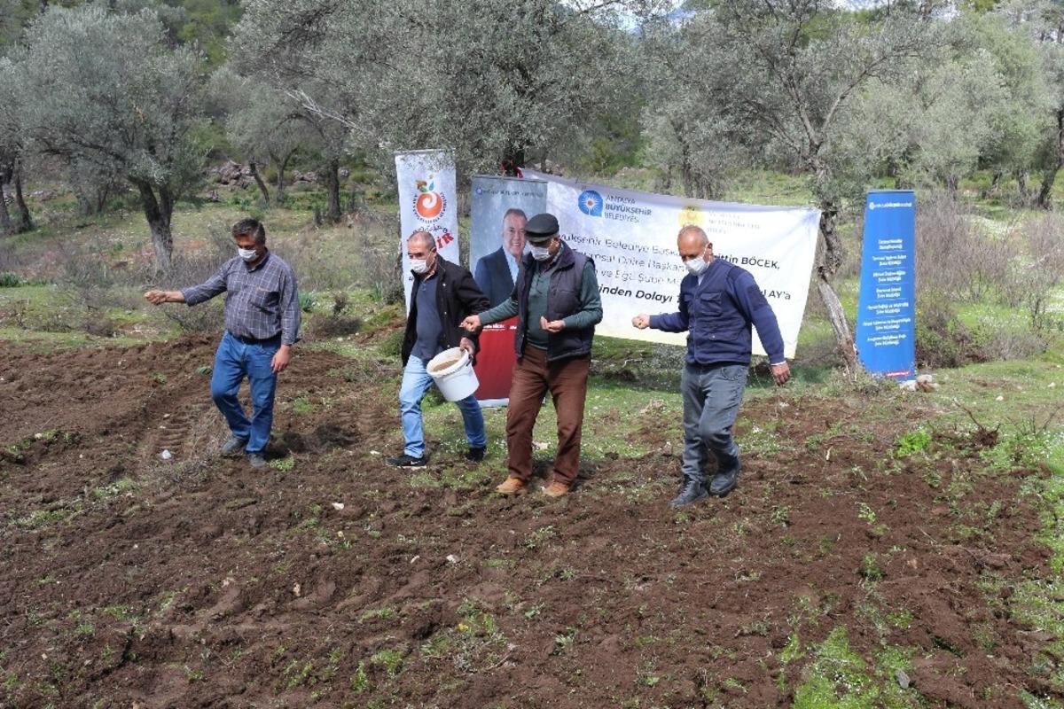Serik&rsquo;te &ldquo;Arı Otu&rdquo; tohumu desteği yapıldı