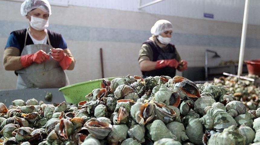 Türkiye'de tadına bile bakılmıyor! 3 ayda 1 milyon 30 bin 869 dolar kazandırdı