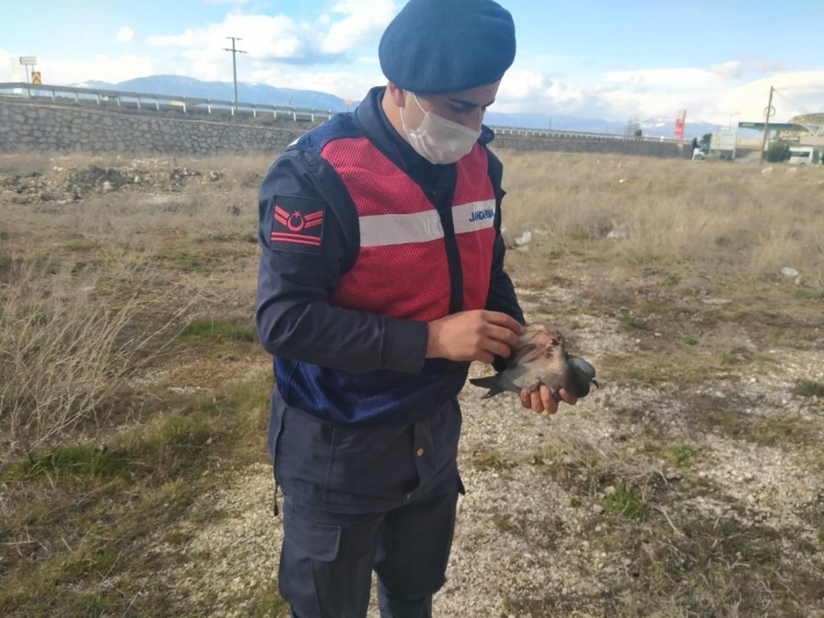 Yaralı g&uuml;vercini jandarma kurtardı