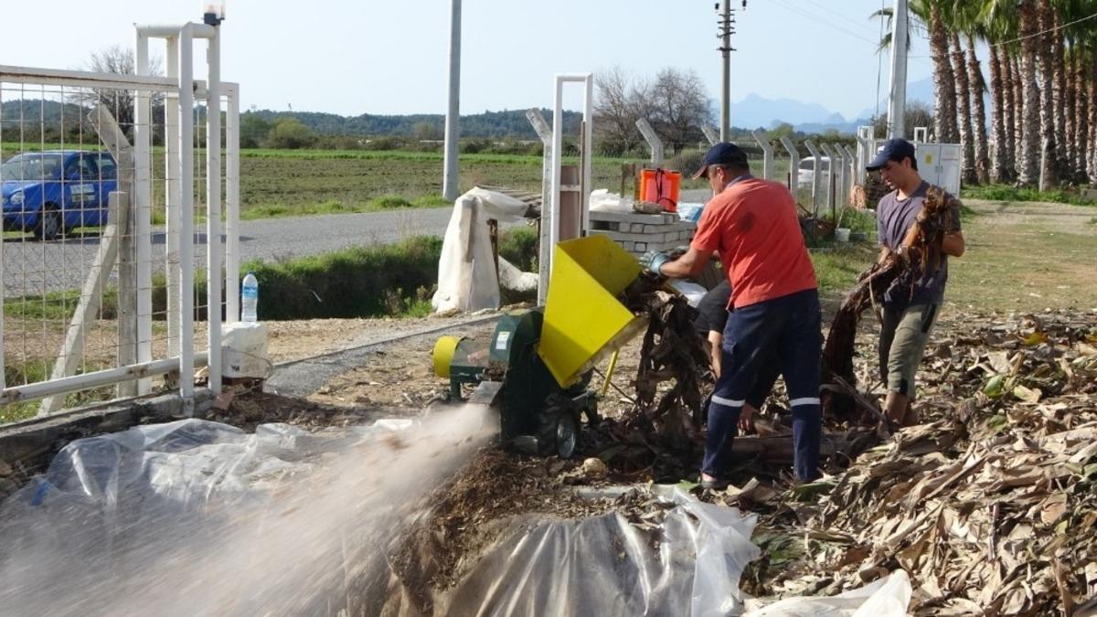 Muz serasının atıkları g&uuml;bre olup yeniden seraya d&ouml;n&uuml;yor