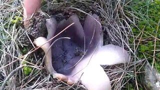 Duyan ormana koşuyor, kilosu 30 lira