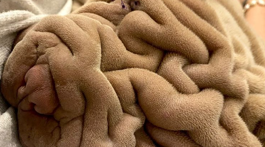 Gören battaniye sanıyor! Gerçek şaşkına çeviriyor