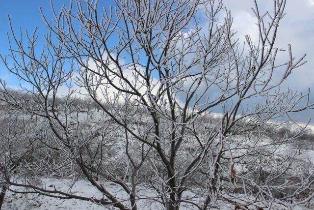 Meteoroloji’den Aydın’a ’zirai don’ uyarısı