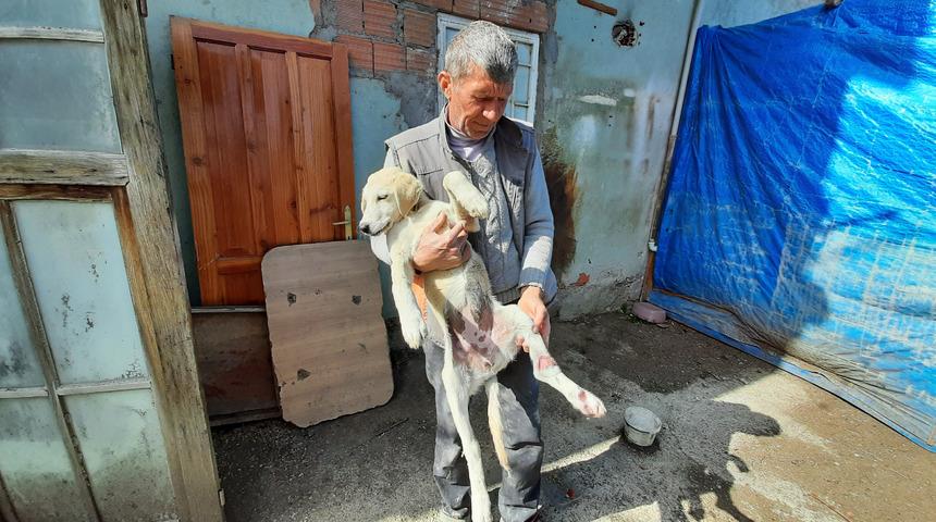 İşkence etmişler! Yaralarına tek tek dikiş atıldı