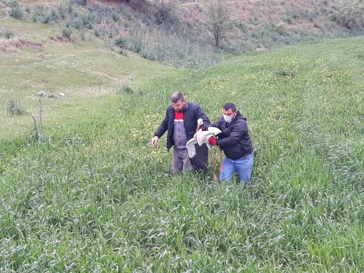 U&ccedil;amayan leylek tedavi altına alındı