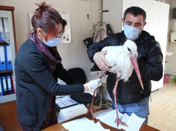 Uçamayan leylek tedavi altına alındı G2