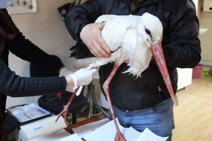 Uçamayan leylek tedavi altına alındı G3