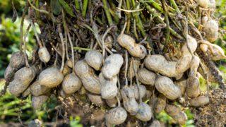 Ayıla bayıla yiyoruz! Yer fıstığının faydalarını öğrenince şifa deposu olduğunu göreceksiniz